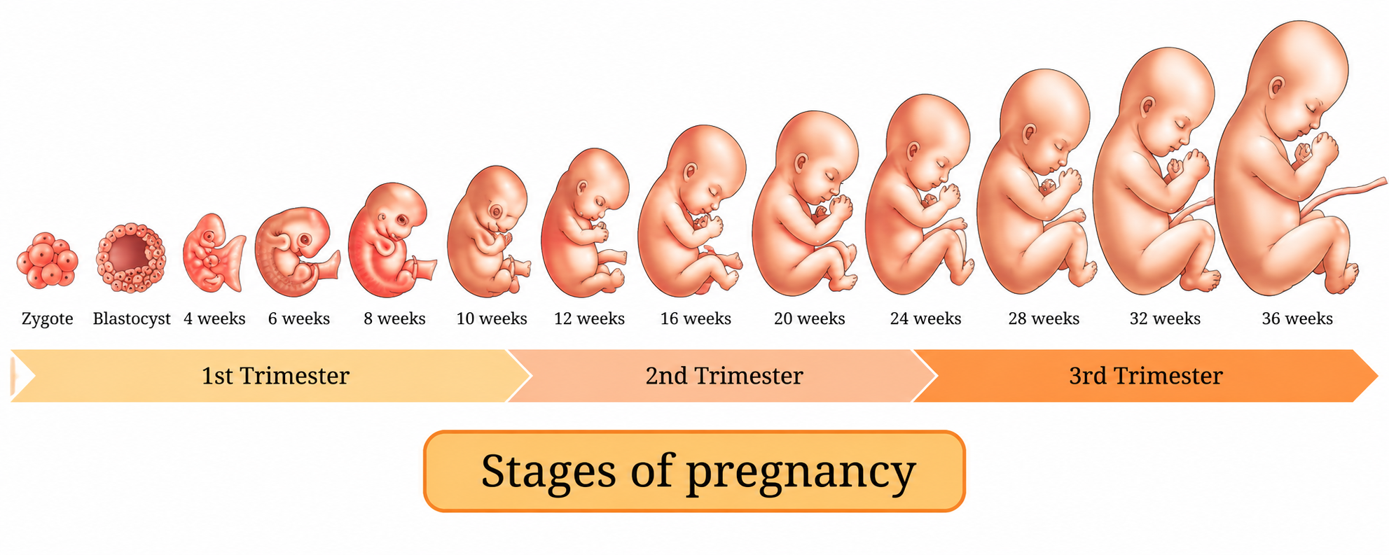 Stages of Pregnancy and Development